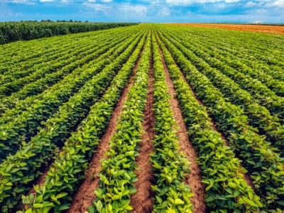 Brasil segue com potencial para tornar-se o maior produtor de alimentos, diz presidente ds Abralog